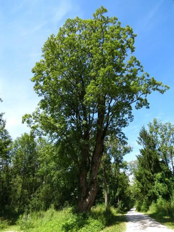 Ahorn – Aufnahme 2