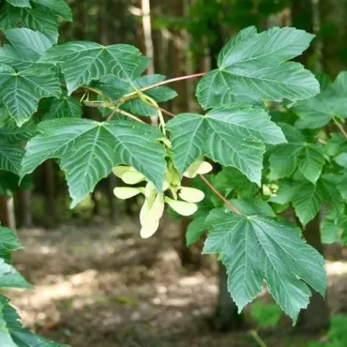 Ahorn – Aufnahme 5