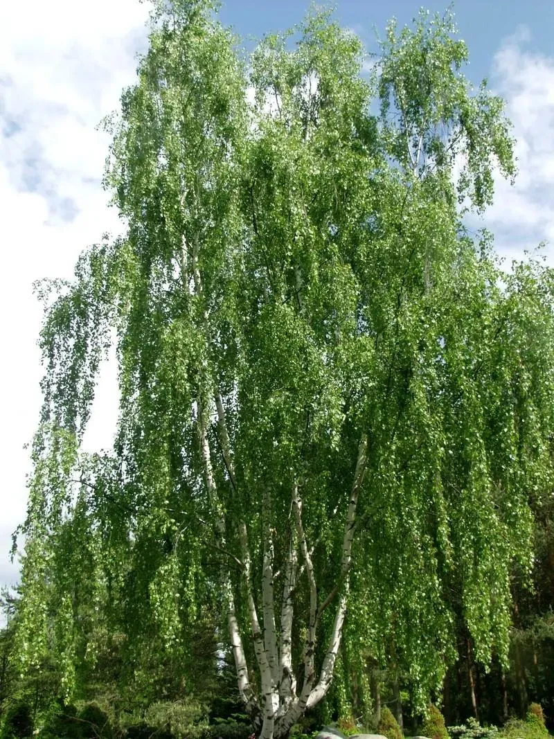Birke – Aufnahme 2