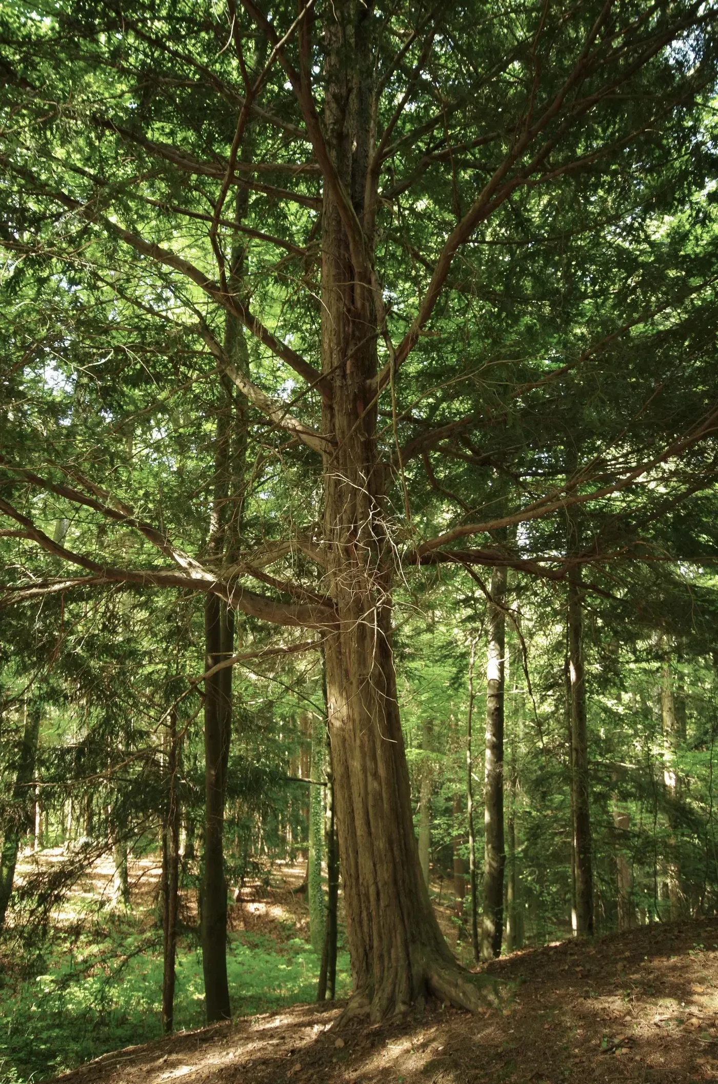Eibe – Aufnahme 2