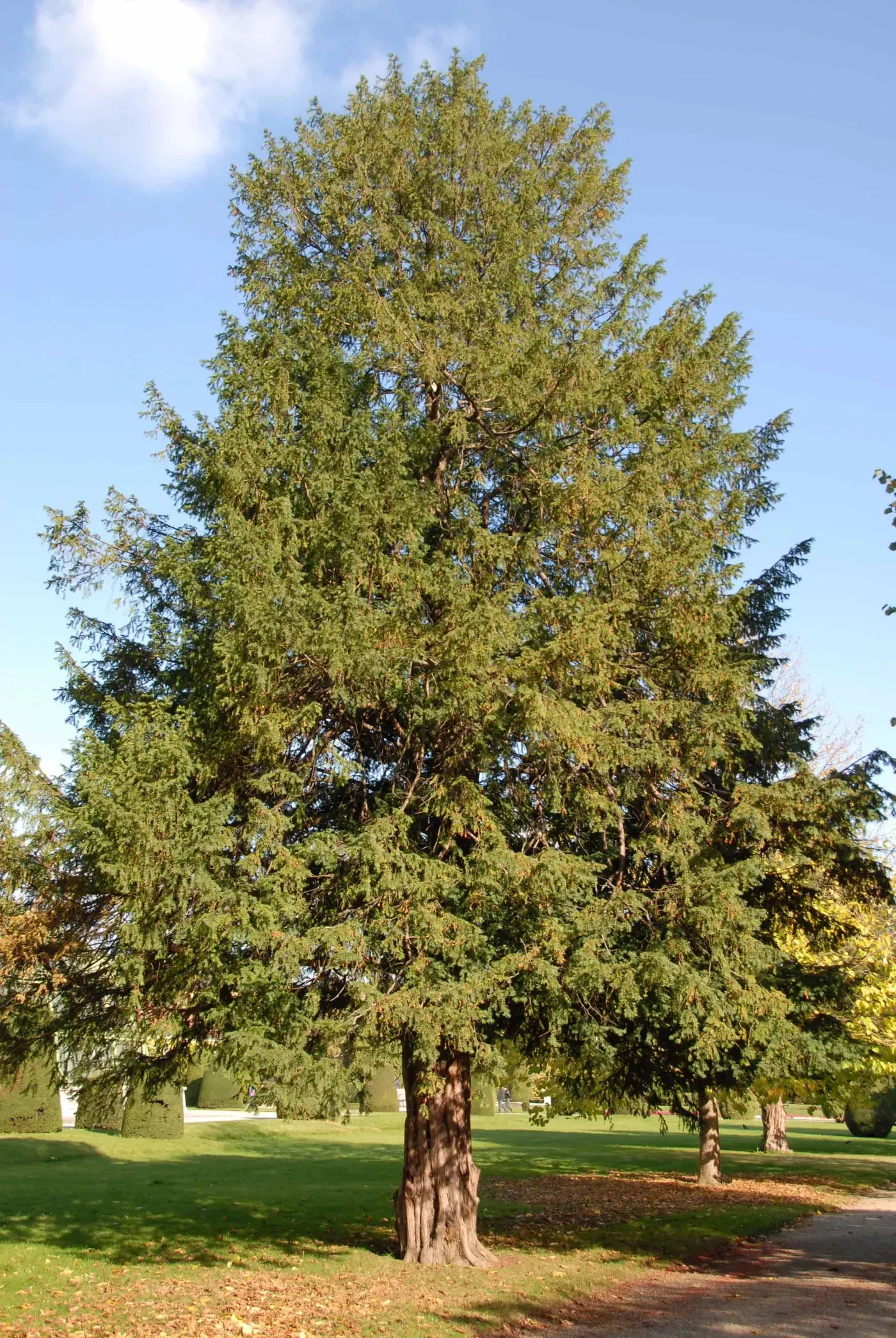 Eibe – Aufnahme 5