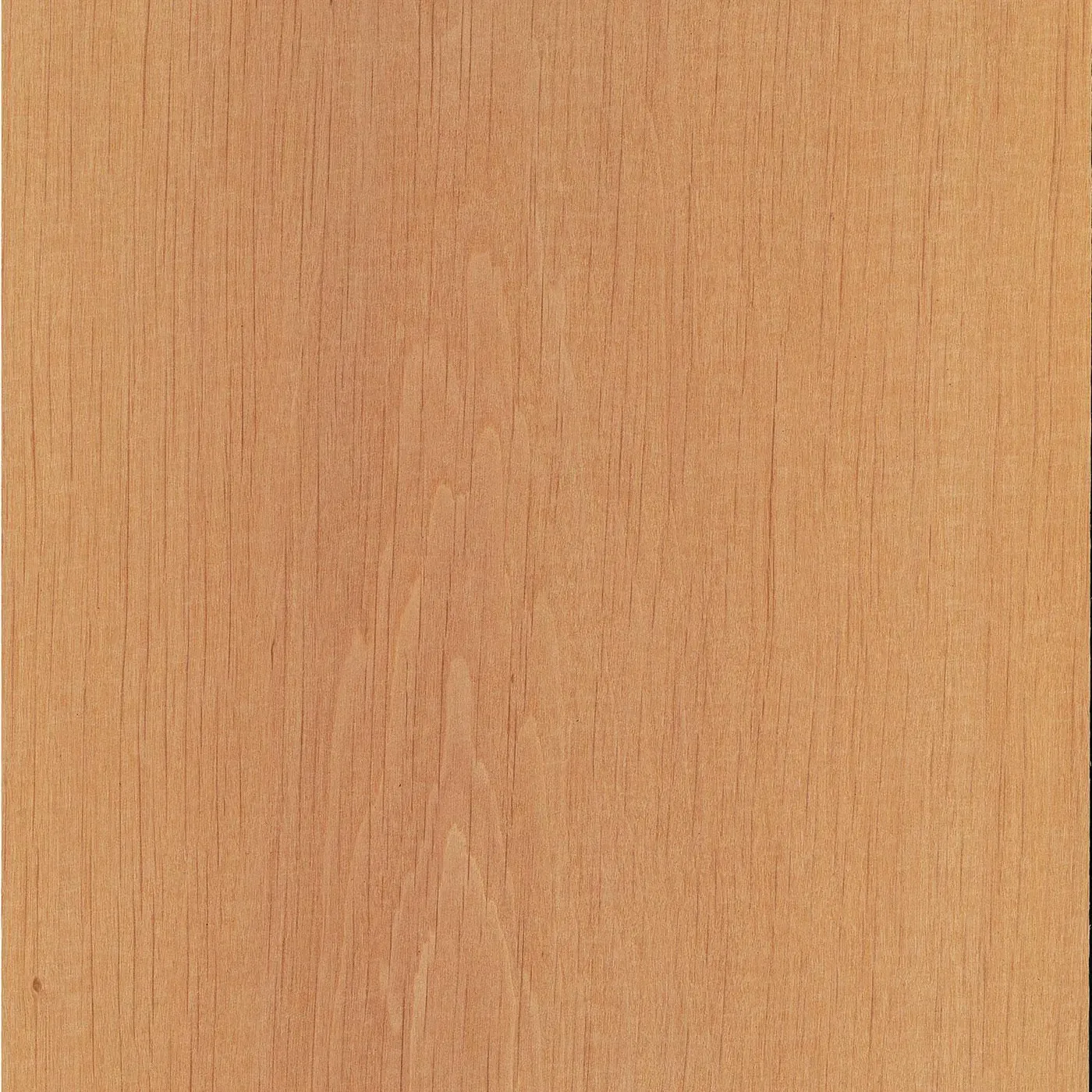 Erle – Aufnahme 2