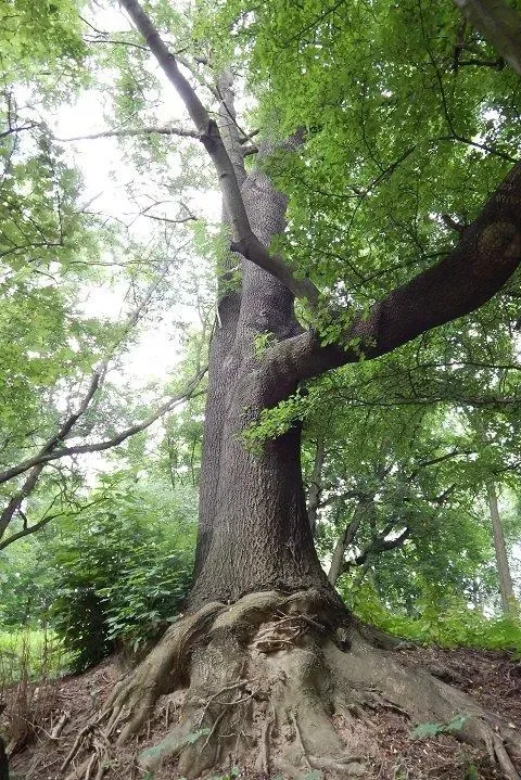 Esche – Aufnahme 4