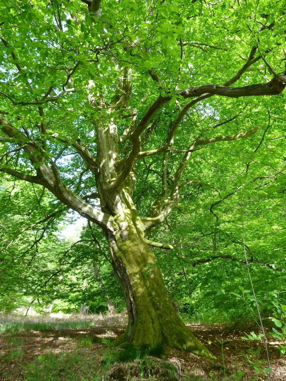 Hainbuche – Aufnahme 2