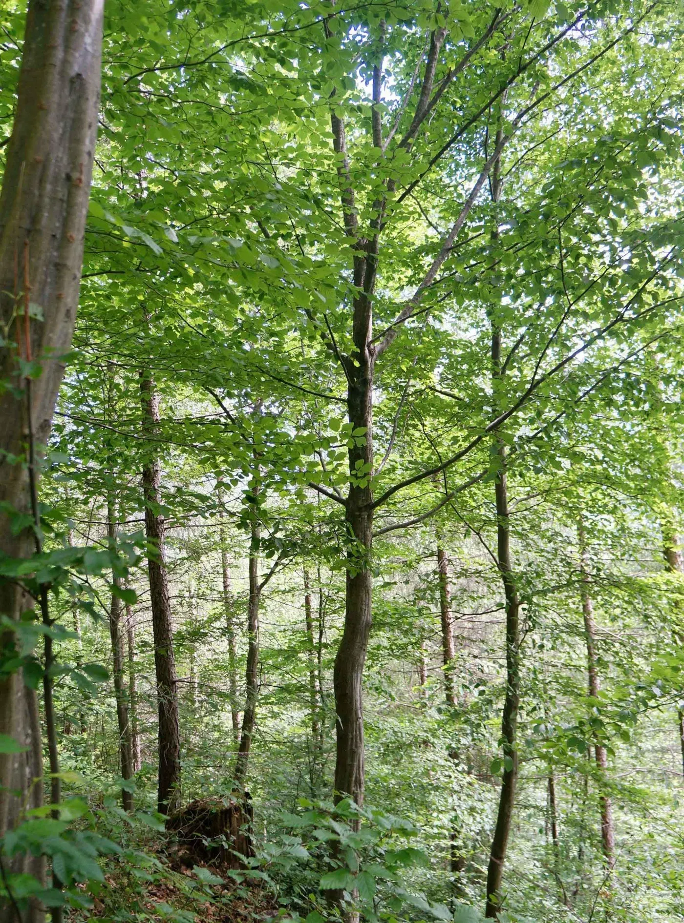 Hainbuche – Aufnahme 4
