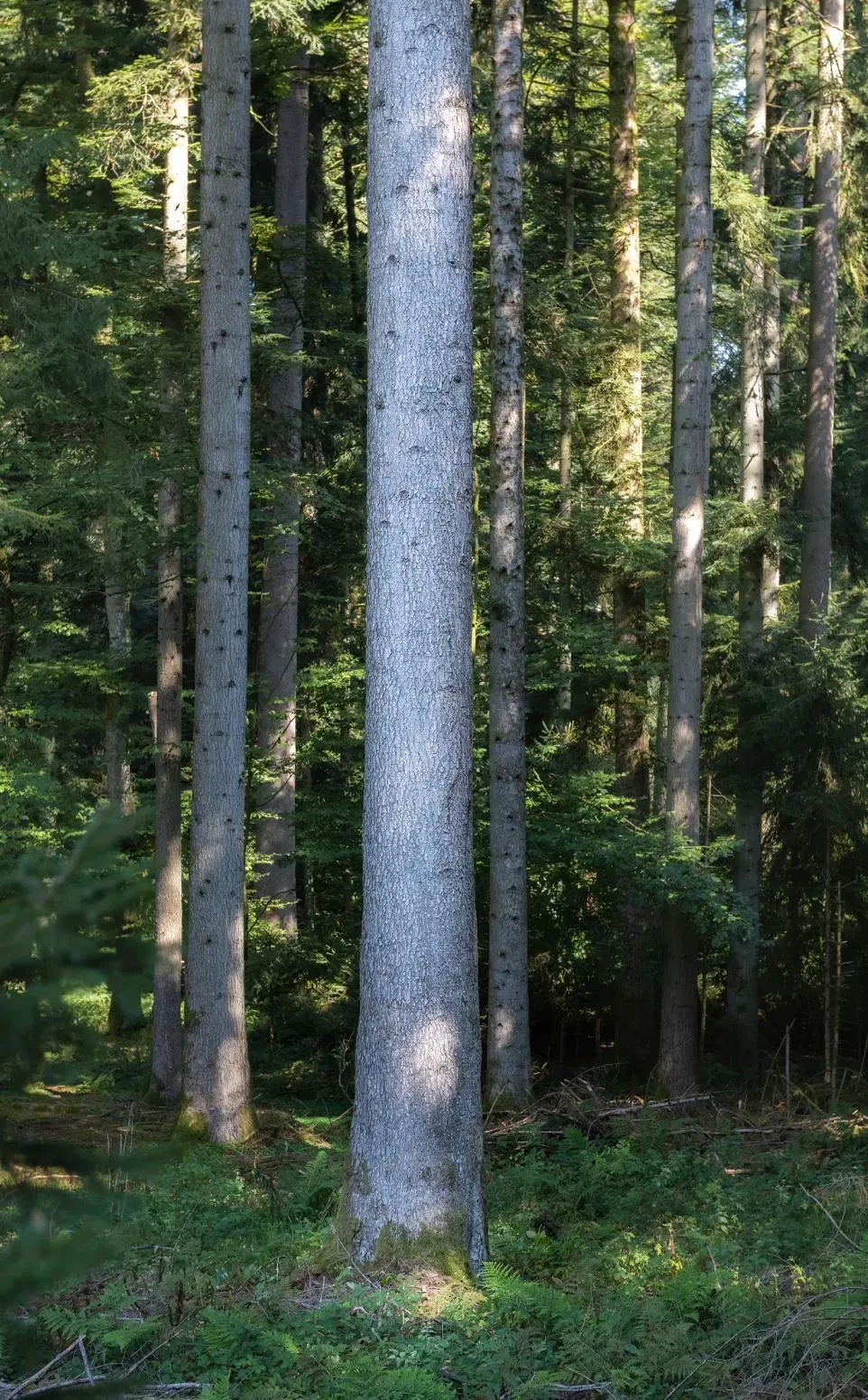 Tanne – Aufnahme 5