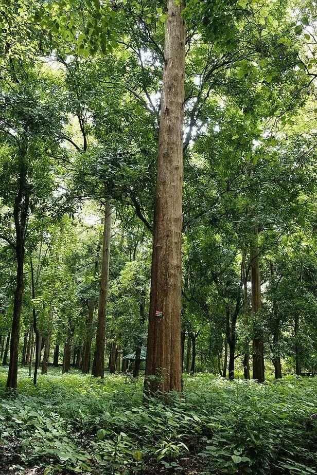 Teak – Aufnahme 4