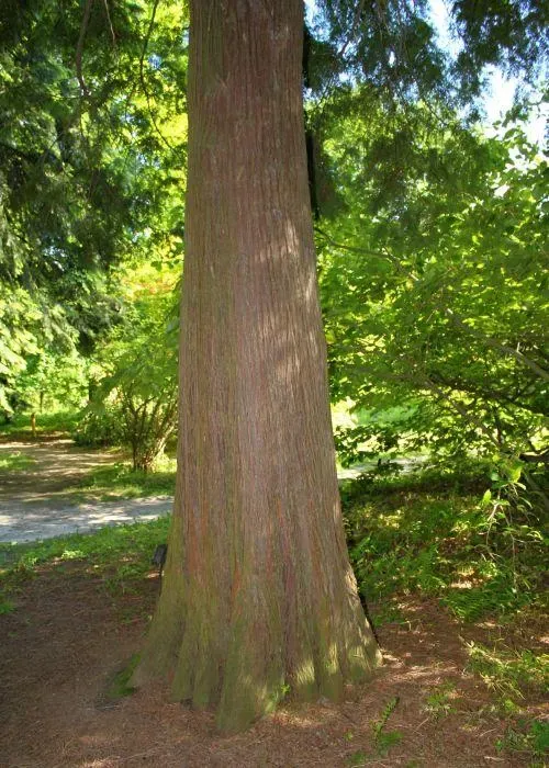 Zeder – Aufnahme 5