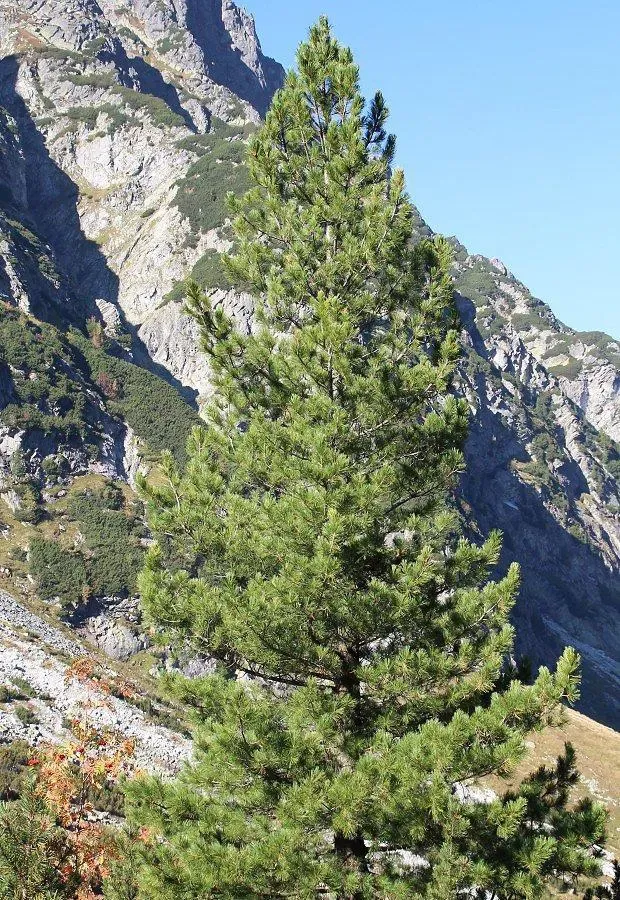Zirbe – Aufnahme 4